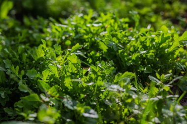 Arugula yaprakları, bahçe roketi, batan güneşin ışınlarında eruca. Köydeki bahçede taze yeşil yapraklar. GDO olmayan diyet ürünü. Ekolojik tarım. Vejetaryenler ve Vejetaryenler için Salata İçi