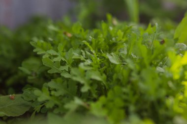 Arugula yaprakları, bahçe roketi, batan güneşin ışınlarında eruca. Köydeki bahçede taze yeşil yapraklar. GDO olmayan diyet ürünü. Ekolojik tarım. Vejetaryenler ve Vejetaryenler için Salata İçi