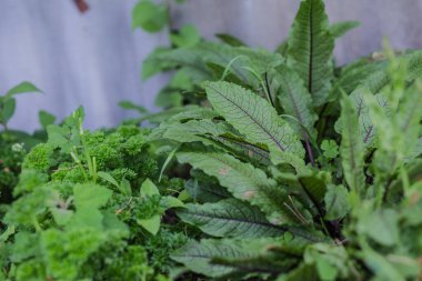 Rumex sanguineus, rıhtım ve özürleri, Rumex L. yeşili, bahçedeki bir köyde mor damarlı genç yapraklar. GDO olmayan diyet ürünü. Ekolojik tarım.