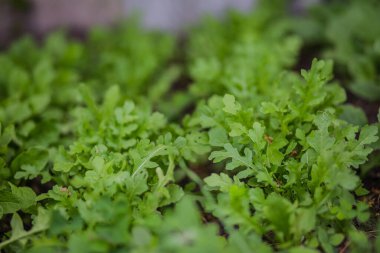 Arugula yaprakları, bahçe roketi, batan güneşin ışınlarında eruca. Köydeki bahçede taze yeşil yapraklar. GDO olmayan diyet ürünü. Ekolojik tarım. Vejetaryenler ve Vejetaryenler için Salata İçi