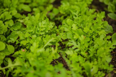 Arugula yaprakları, bahçe roketi, batan güneşin ışınlarında eruca. Köydeki bahçede taze yeşil yapraklar. GDO olmayan diyet ürünü. Ekolojik tarım. Vejetaryenler ve Vejetaryenler için Salata İçi