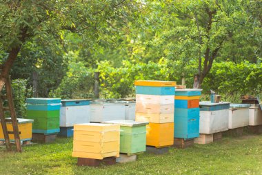 Arılar eski kovan girişinde. Arılar bal koleksiyonundan sarı kovanlara dönüyorlar. Girişte arılar var. Bal arısı koloni muhafızları balçığı yağmalamaktan çekiniyorlar. Arılar bal akışından sonra arı kovanına geri dönerler. Boşluğu kopyala