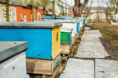 Arılar eski kovan girişinde. Arılar bal koleksiyonundan sarı kovanlara dönüyorlar. Girişte arılar var. Bal arısı koloni muhafızları balçığı yağmalamaktan çekiniyorlar. Arılar bal akışından sonra arı kovanına geri dönerler. Boşluğu kopyala