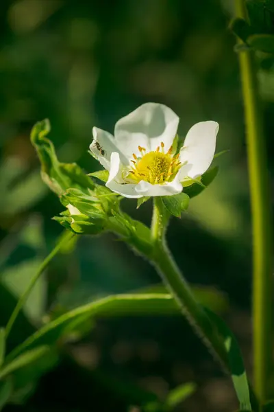 Strawberry flower. Blooming strawberry. Beautiful white strawberry flower in green grass. Meadow with strawberry flowers. Nature strawberry flower in spring. Strawberries flowers in meadow.