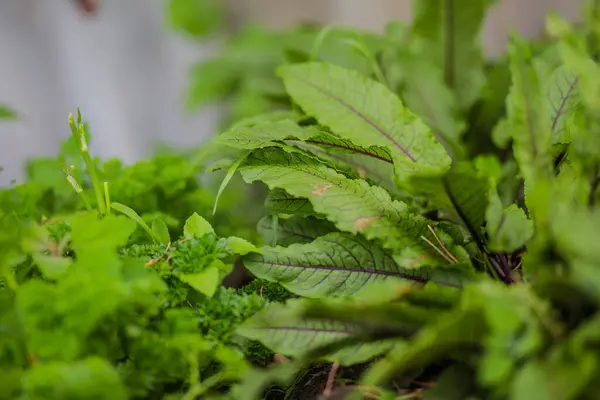 Rumex sanguineus, rıhtım ve özürleri, Rumex L. yeşili, bahçedeki bir köyde mor damarlı genç yapraklar. GDO olmayan diyet ürünü. Ekolojik tarım.