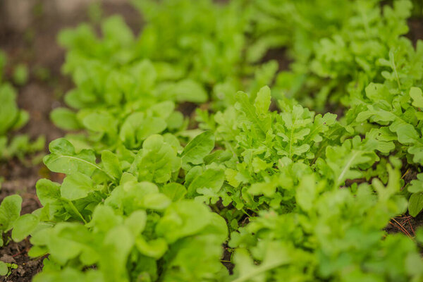 Leaves Different Arugula Sorts, garden rocket, eruca in rays of the setting sun. Green fresh leaves in garden in village. Non-GMO diet product. Ecological farming. Salad Ingredient for Vegans and Vegetarians