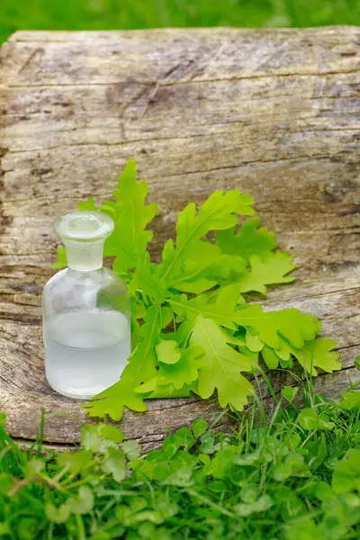 Oak and tincture of oak in a white bottle with a cork. A medicine bottle next to the oak leaves. Medical preparations from plants. Medicinal plants.