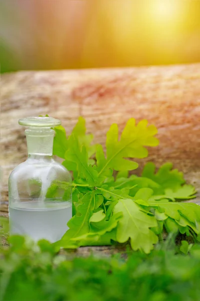 Oak and tincture of oak in a white bottle with a cork on the grass. A medicine bottle next to the oak leaves. Medical preparations from plants. Cooking potions from medicinal plants.