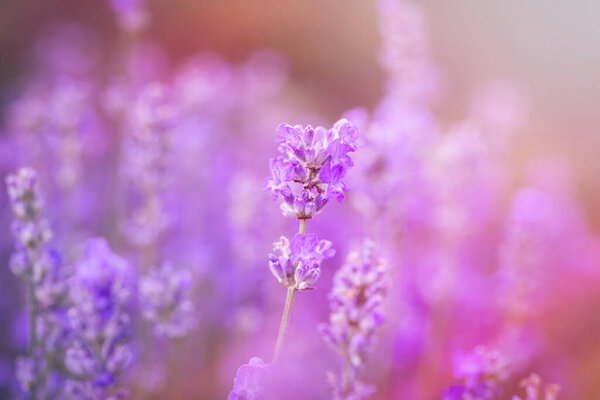 Honey bee on lavender flower in flower bed in garden in summer. Harvesting lavender nectar