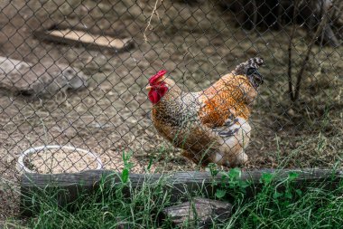 Horoz çiftliğin arkasında, tavuk kümesinin yanında.