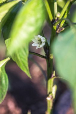 Büyüme yönetimi: Merkezi taç çiçeğini ustalıkla budarken biber bitkisinin geleceğine rehberlik etmek.