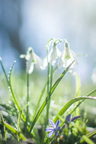 Galanthus, snowdrop flowers. Fresh spring snowdrop flowers. Snowdrops at last year's yellow foliage. Flower snowdrop close-up. Spring concept. Selective focus. Soft focus