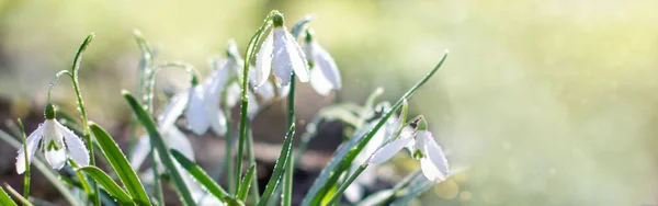 Galanthus, snowdrop flowers. Fresh spring snowdrop flowers. Snowdrops at last year\'s yellow foliage. Flower snowdrop close-up. Spring concept. Selective focus. Soft focus