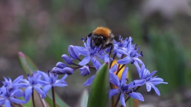 Bahçedeki bir arının çiçek üzerindeki görüntüsü. bahar