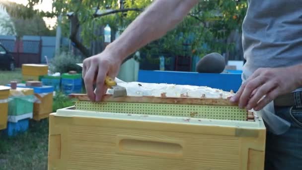 Aufnahmen Eines Imkers Der Mit Einer Biene Einem Bienenstock Arbeitet — Stockvideo