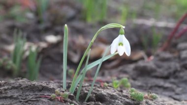 İlkbaharın başlarındaki kar damlalarının görüntüleri.
