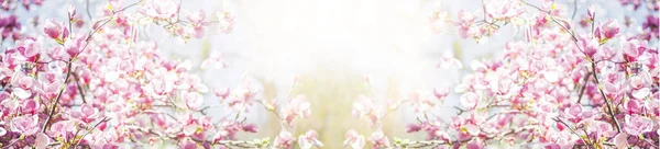 Banner with spring nature. Closeup of blooming magnolia tree. sunny blurred garden with bokeh