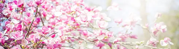 Banner with spring nature. Closeup of blooming magnolia tree. sunny blurred garden with bokeh