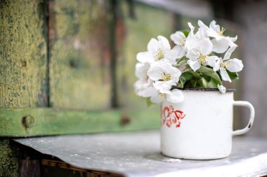 Flowers of apple trees on branch, collected in bouquet. Still life of an old iron mug and flowering branches of fruit tree near old wooden green wall.