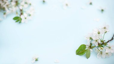 Mavinin üzerinde beyaz kiraz çiçekleri dalları var. Çiçek deseni. Mesaj için yer var. Sancak ya da şablon. Yukarıdan bak, düz yat..