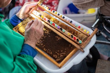 Kraliçe arı yetiştirmek için seçilmiş arı larvası. Çerçevedeki bal peteklerinden larva toplamak için bir araç. Balarısı Kraliçesi Grafting Larva 'dan DIY Queen Cups' a. Seçici odak.
