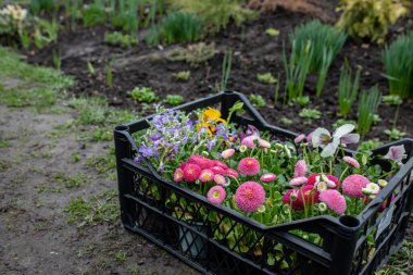 Çevreye özen gösteren organik bahçıvanlık. Küçük bir bahçıvan toprağa çiçek nakleder...