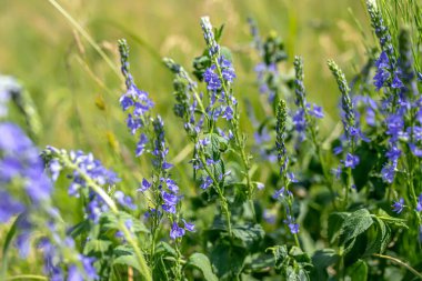 Veronica Persica, Bireye Speedwell, genel alan-hız kuyusu, geniş alan hız kuyusu, kuş bakışı veya kış hız kuyusu. Veronica officinalis olarak da bilinir. Tıbbi özellikleri için toplanmış..