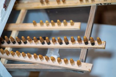 Güzel bir sıcaklık kuluçkası için kapaklı kraliçe hücresini kuluçka makinesine yerleştirdim. Bal arısı kraliçelerinin kalitesi hayal öncesi gelişimin ardından incelendi. Üreme arıları için yapay döllenme