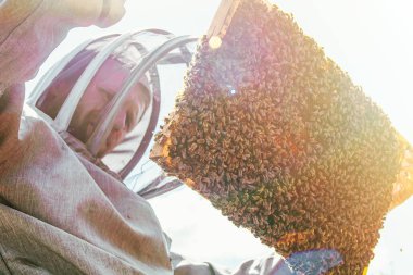 Arıcı çerçeveyi mühürlü kuluçka ile tutuyor. Koruyucu giysili adam arılar üzerinde çalışıyor. Kraliçe arıyı karantina altına almak ve üreten arıları yetiştirmek. Yumuşak odak.