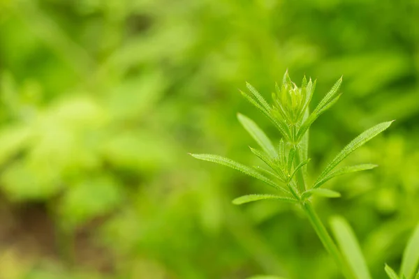 Stock image Close up of Galium aparine (cleavers) at spring  