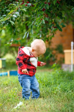 Küçük çocuk güneşli bahçede kiraz toplamanın zevkini keşfediyor taze, organik böğürtlen tadını tadıyor.