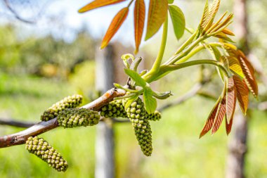 Bahar mevsiminde ceviz ağacının genç yeşil yaprakları.