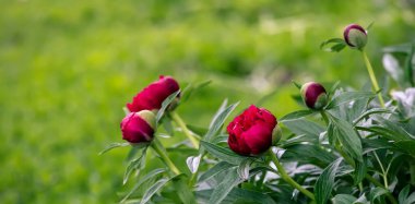 Kırmızı şakayıklar bulanık arka planda çiçek açıyor..