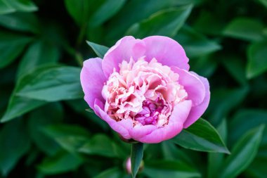 Yaz bahçesindeki güzel pembe şakayık çiçeğini kapat..