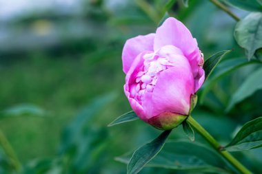 Yaz bahçesindeki güzel pembe şakayık çiçeğini kapat..