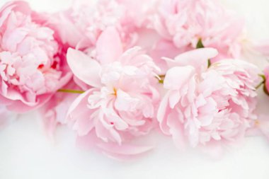 Taze şakayık çiçekleri, pembe ve canlı, beyaz masada güzelce düzenlenmiş. Metnin için üst görünüm ve boşluk. Düğün ya da Sevgililer Günü konsepti