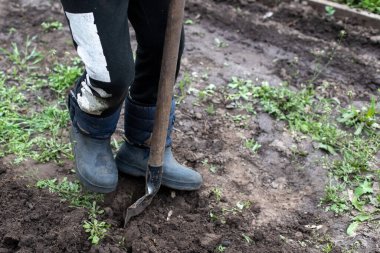 Ayakkabı giyen bahçıvan kürekle toprağı kazıyor. Doğal toprağı sebze tohumu ekmeye hazırlıyorum..