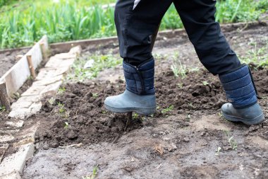 Ayakkabı giyen bahçıvan kürekle toprağı kazıyor. Doğal toprağı sebze tohumu ekmeye hazırlıyorum..