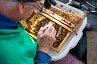 Arıcı kraliçe arılar yetiştirmek için arı larvaları seçiyor. Bal arısı kraliçesi larvadan DIY queen bardaklarına aşılıyor. Seçici odak. 