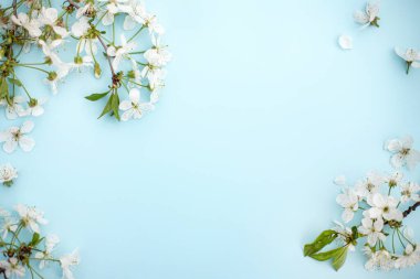 Mavinin üzerinde beyaz kiraz çiçekleri dalları var. Mesaj için yer var. Sancak ya da şablon. Yukarıdan bak, düz yat