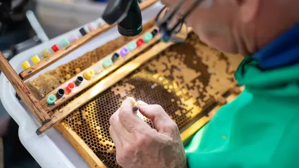 Arıcı kraliçe arılar yetiştirmek için arı larvaları seçiyor. Bal arısı kraliçesi larvadan DIY queen bardaklarına aşılıyor. Seçici odak. 