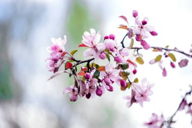 Bahçede çiçek açan elma ağacı dalı. Çiçek arka planı. 