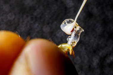 Tarım üretiminde kraliçe arıların döllenmesi için suni döllenme hazırlığı. Özel tarım sektörü.