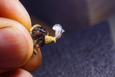 Tarım üretiminde kraliçe arıların döllenmesi için suni döllenme hazırlığı. Özel tarım sektörü.