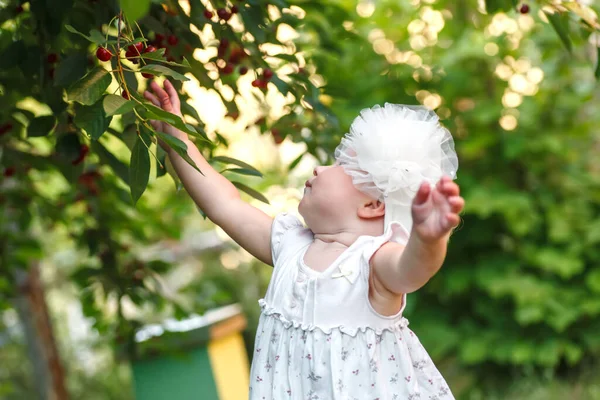 Dressed for sunny adventures, a curious toddler explores the bounty of a cherry tree, their rosy cheeks lit up with excitement as they discover the joy of picking fresh fruit. Toddler Explorer. Safety Awareness concept