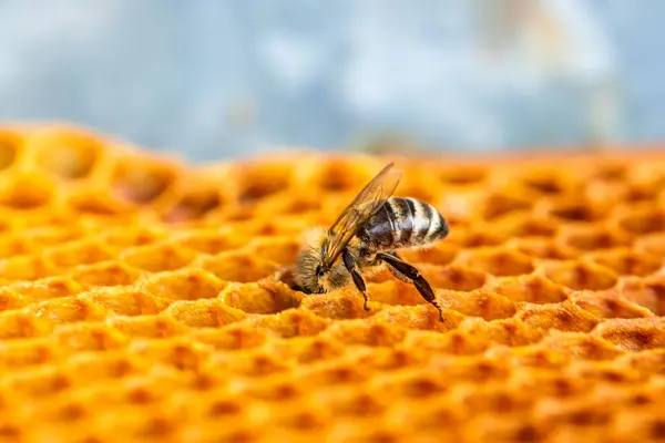 bee extracts honey from the comb, nestled within the intricate network of cells. Concept: Symbiotic Harmony