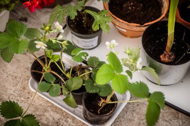Pencere pervazındaki tek kullanımlık saksılarda çilek fideleri, kapalı alandaki bitkilerin yanında. Zemin konseptine nakil yapmak için bahçe bitkileri yetiştiriyorum.