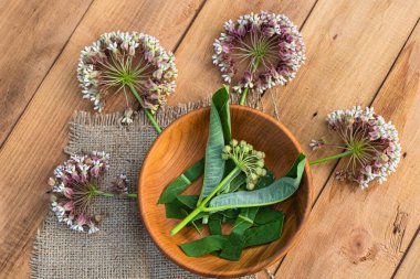 Canlı Asclepias çiçekleri, parlak renkleri ve tatlı nektarıyla kelebekleri cezbederek, bitkibilimcilerin masasında tozlaşma ve biyolojik çeşitliliği teşvik eder.