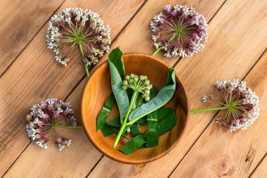 Asclepias, süt otları, koma, Asclepias syriaca, masadaki ahşap çevresel tabakta yaygın süt yosunu, ipek otu ve Virginia ipeği. Yazın çiçek açarken şifalı otlar topluyorum. Üst görünüm