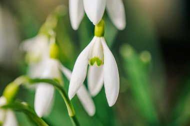 snowdrops reveals intricate details of their white petals and green stems, symbolizing hope and renewal as winter fades away. Spring Awakening Concept. clipart